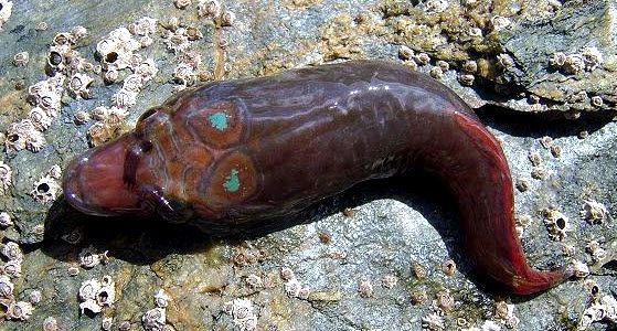 Lepadogaster purpurea_774411